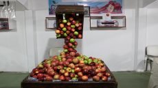 التعاونيات النسوية بميدلت تقدّم نموذجاً في الابتكار الغذائي الآمن