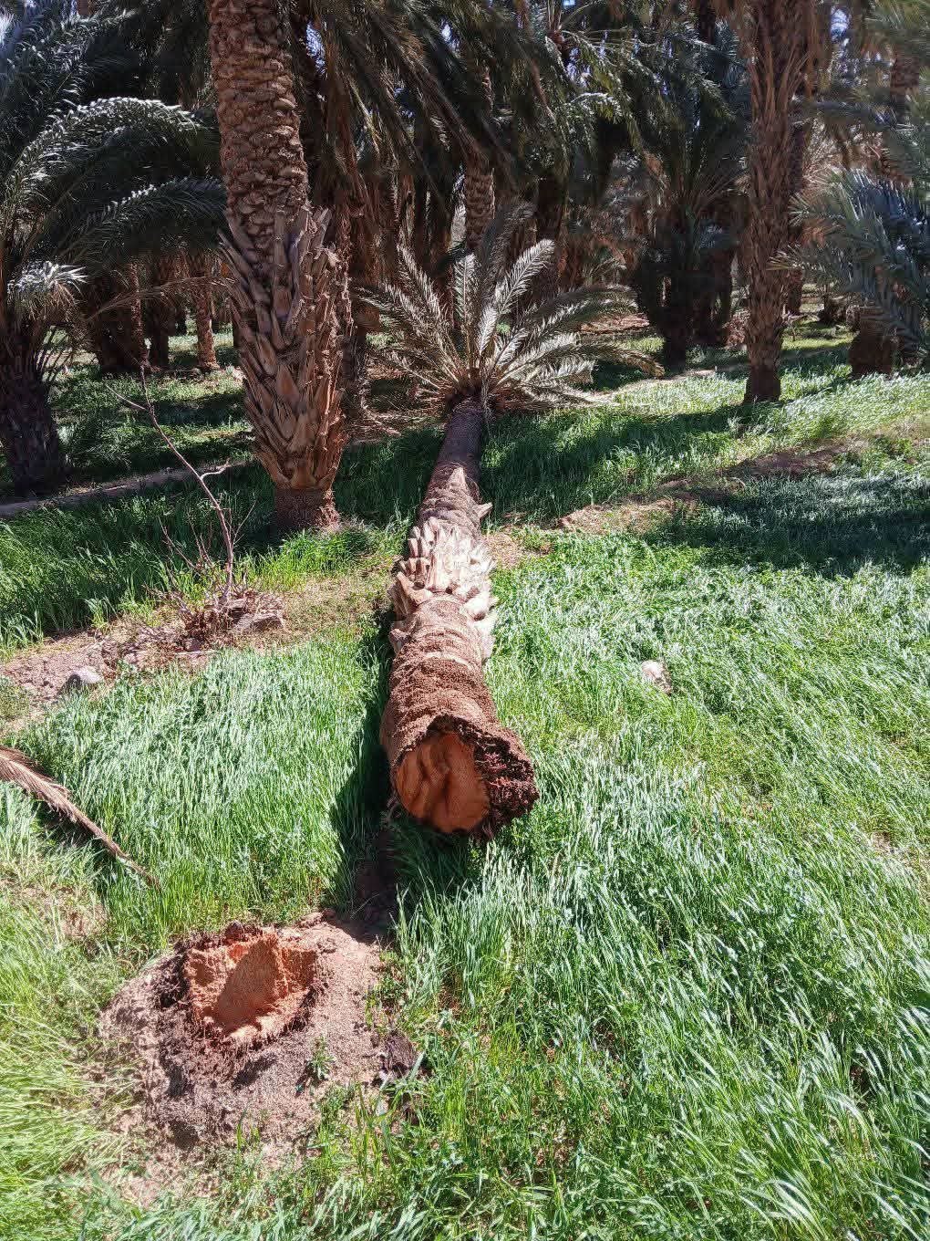 خلفت الرياح القوية التي شهدها صباح يوم السبت 14 فبراير الجاري عدد من الجماعات الترابية بإقليم تنغير، من بينها جماعة تنغير،