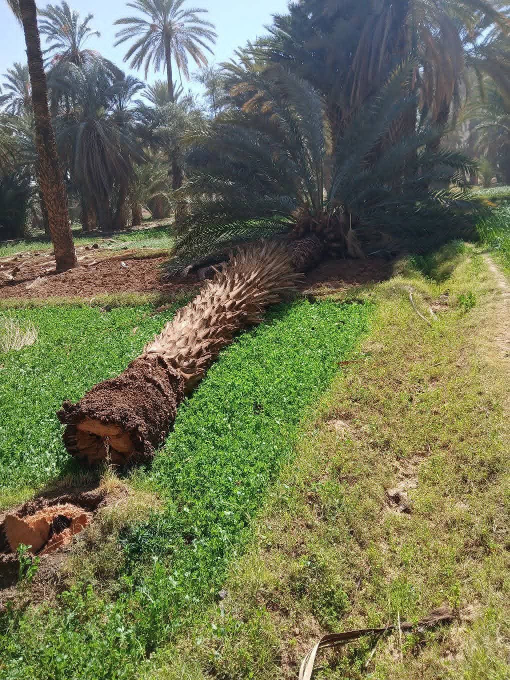 خلفت الرياح القوية التي شهدها صباح يوم السبت 14 فبراير الجاري عدد من الجماعات الترابية بإقليم تنغير، من بينها جماعة تنغير،