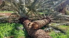 رياح قوية تتسبب في خسائر مادية جسيمة للفلاحين بإقليم تنغير