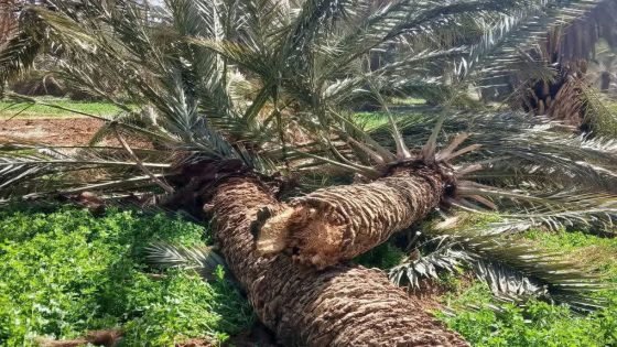 رياح قوية تتسبب في خسائر مادية جسيمة للفلاحين بإقليم تنغير